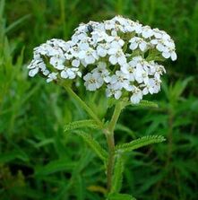 Yarrow s artrózou